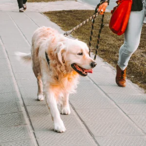Reflective Dog Leash 6 ft — Pet Supplies at Mega Sale
